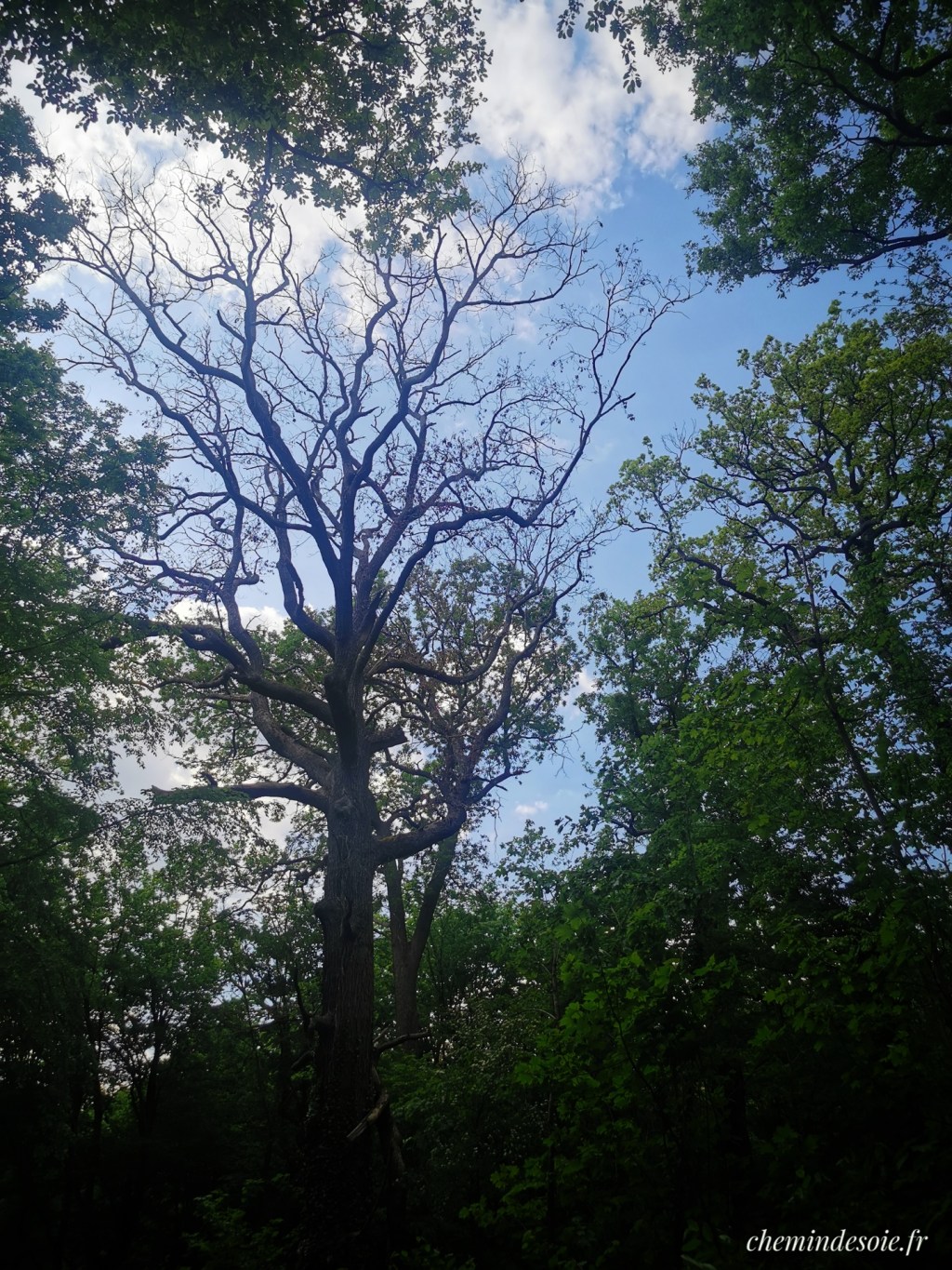 Un chêne mort dans une forêt verdoyante