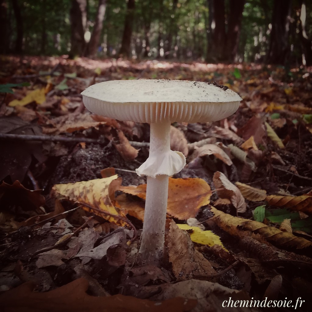 Rencontre forestière