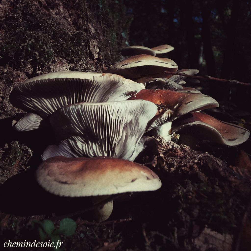 Urbanités… forestières !