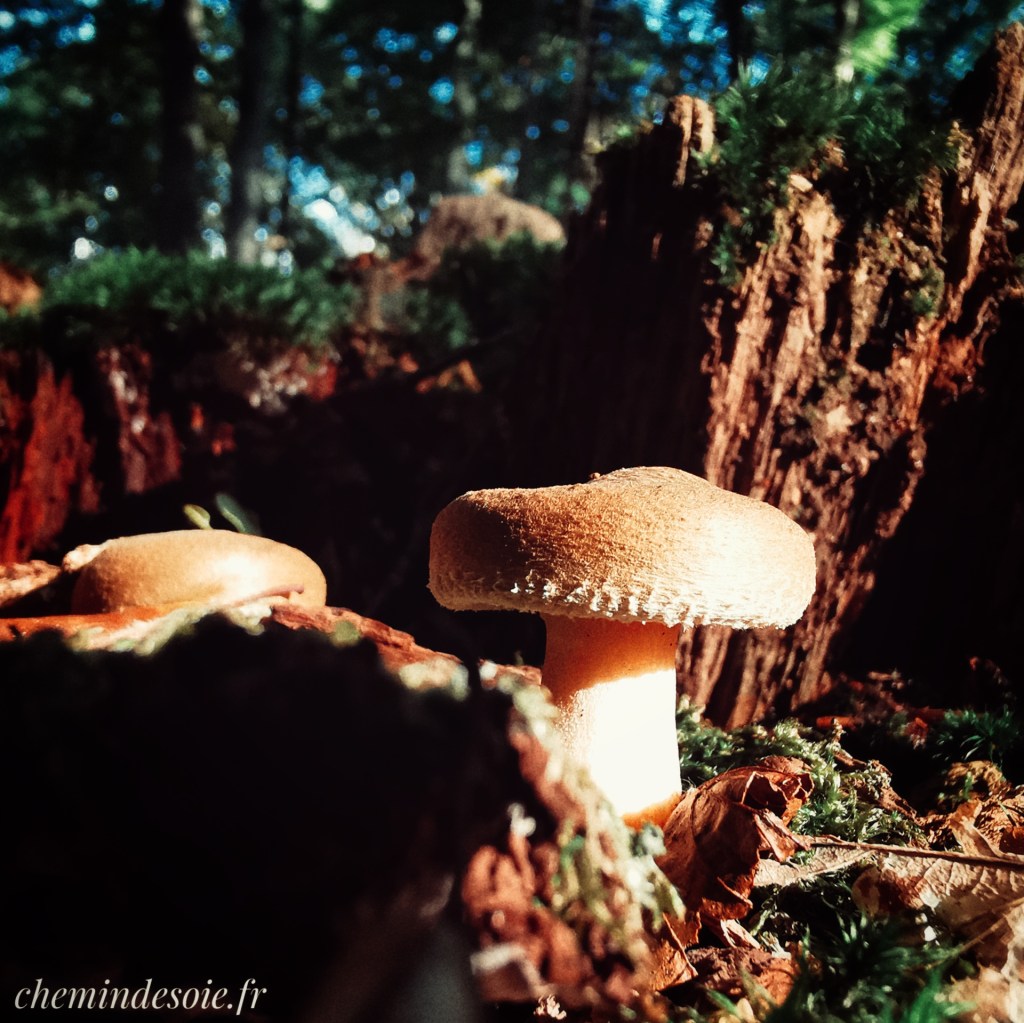 Une vallée en&nbsp;automne