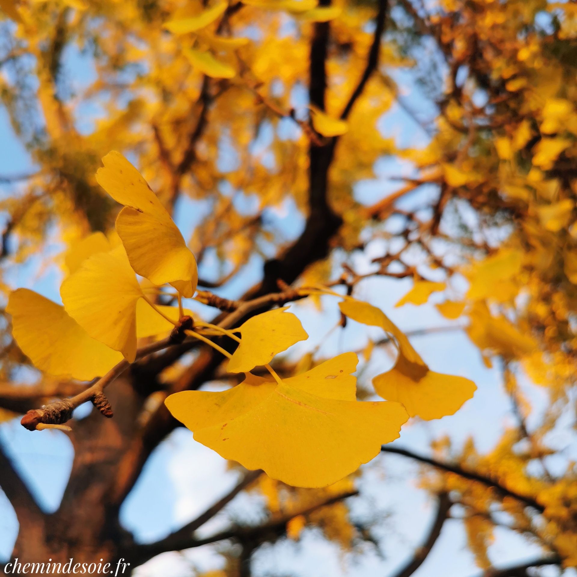 Des feuilles dorées de gingko biloba en automne, avec la mise au point sur des feuilles au premier plan et les branches suivantes qui partent dans le flou. Photo peu retouchée.