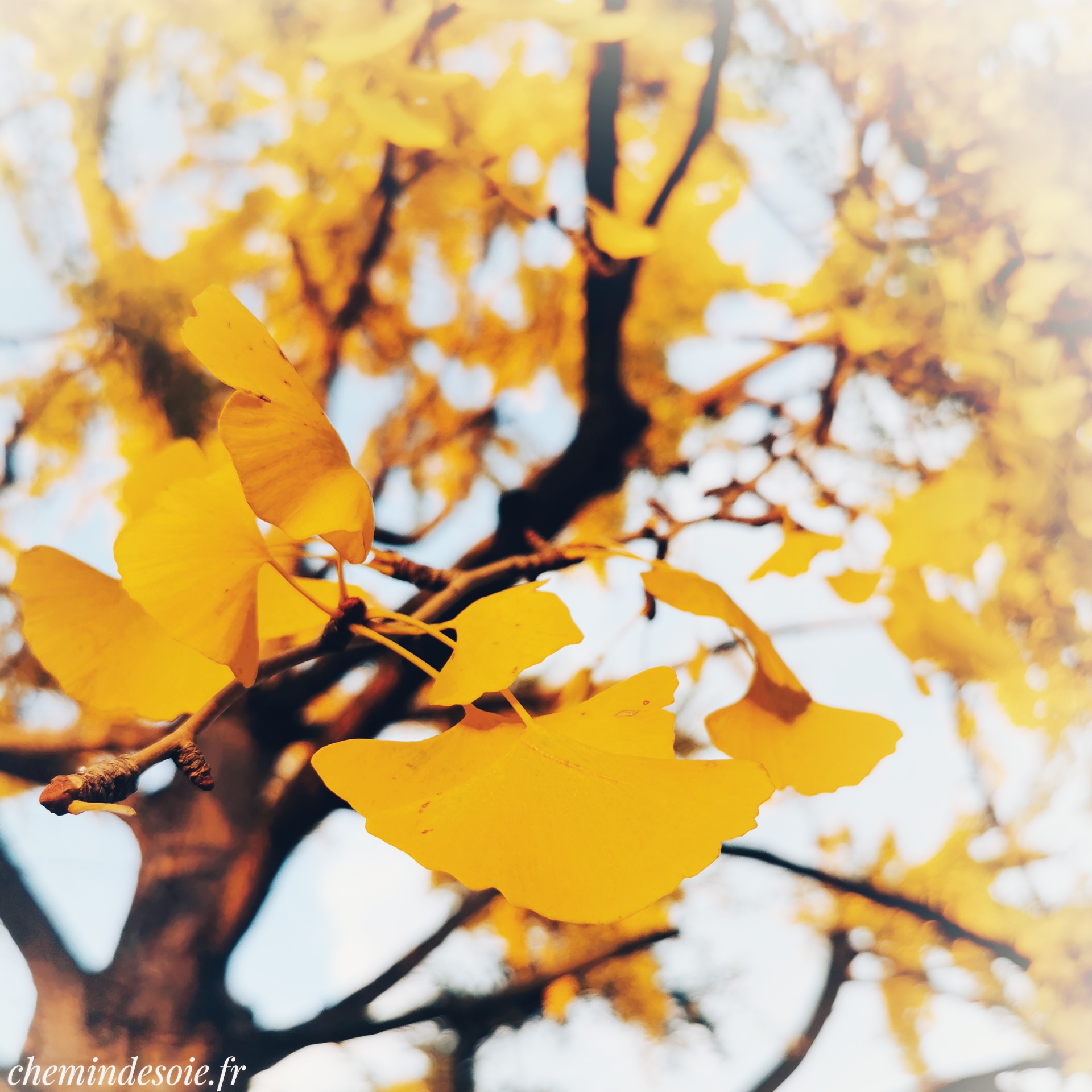 Des feuilles dorées de gingko biloba en automne, avec la mise au point sur des feuilles au premier plan et les branches suivantes qui partent dans le flou. Photo retouchée avec ajout d'un vignettage blanc et renforcement de la mise au point sur la feuille au premier plan.