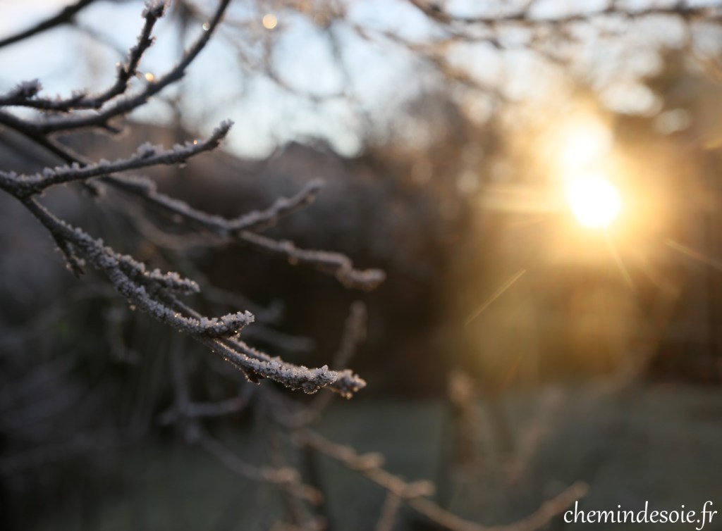 Branches couvertes de givre, éclairées par un soleil levant.