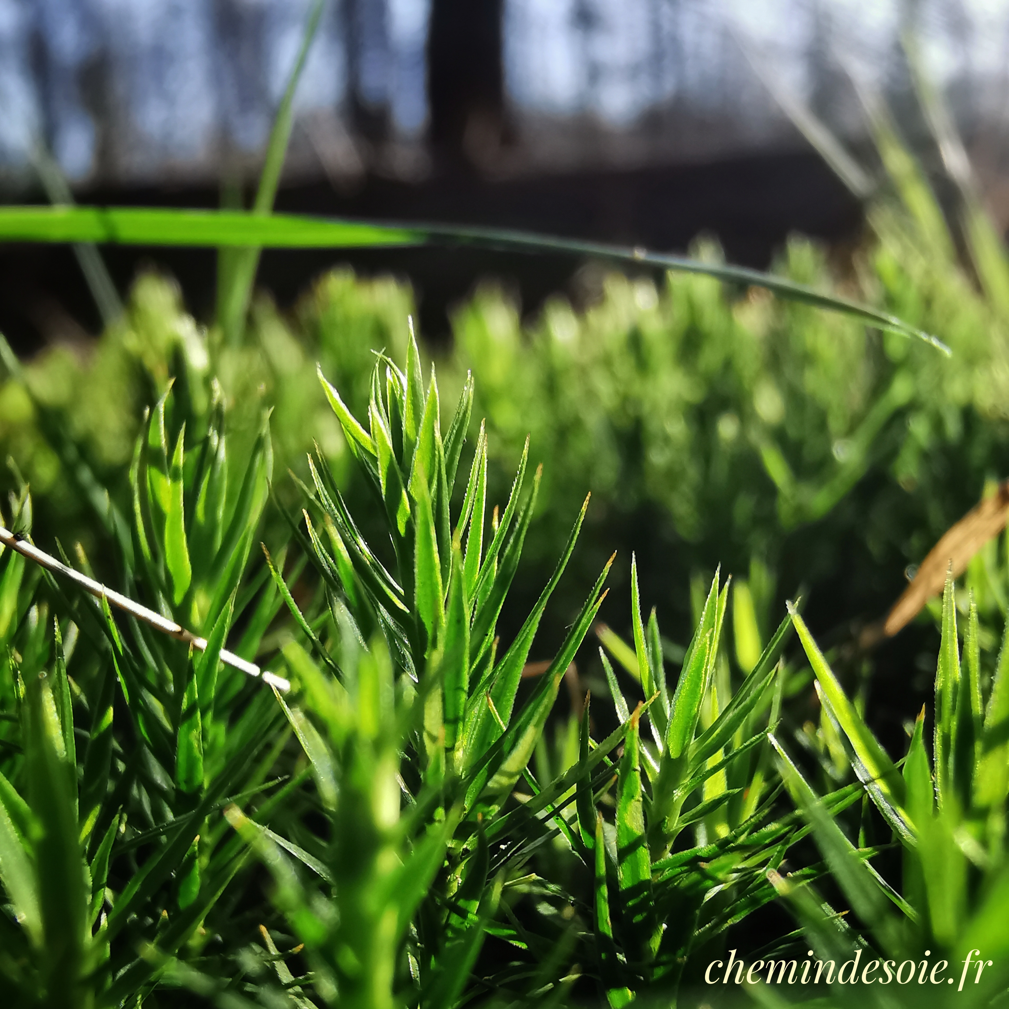 Forêt lilliputienne